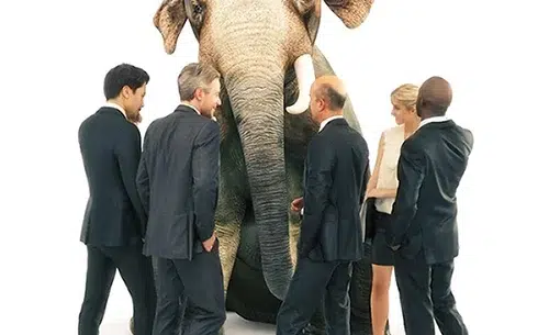 brand ambassadors elephant bydesign technologies